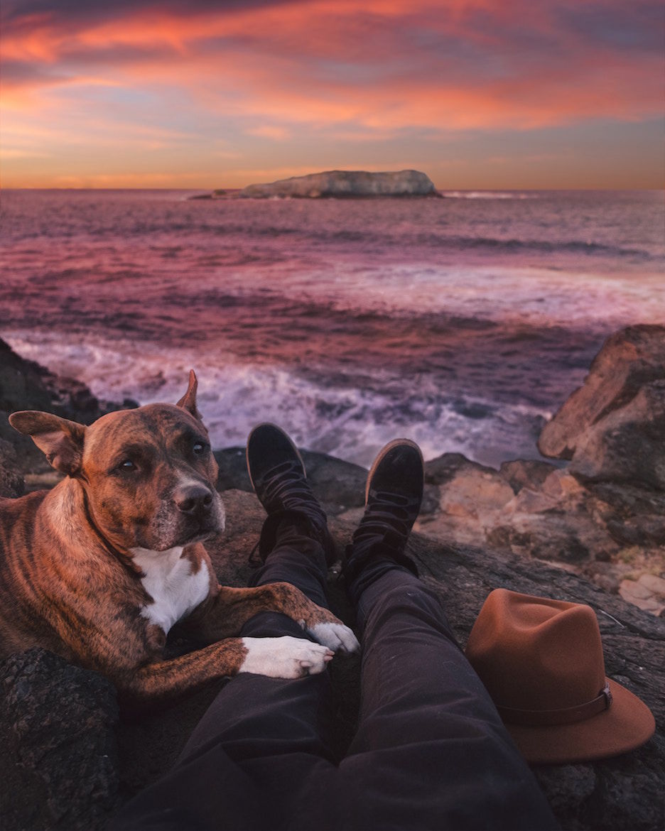 Health Benefits of Bringing a Dog into the Family
